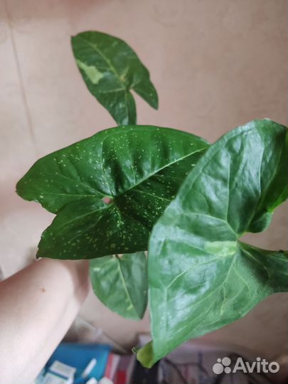 Сингониум три короля и др