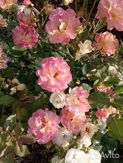 Роза плетистая,шрабы,спреи, почвопокровные