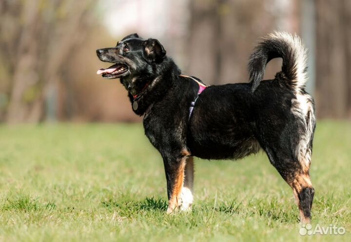 Собака в добрые руки