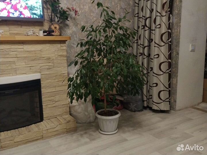 Фикус бенджамина