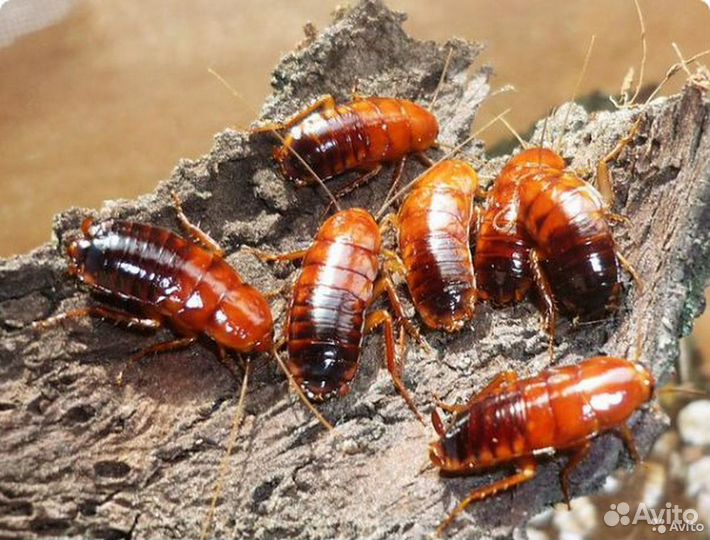 Кормовые насекомые/Зофобас/Тараканы/Сверчки