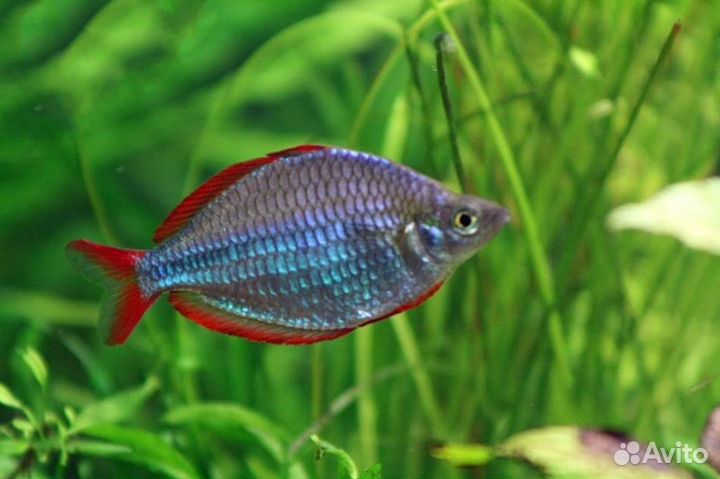 Радужница неоновая (Меланотения неоновая, прекокс)