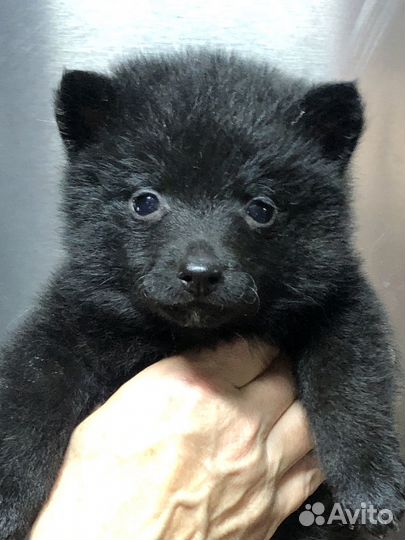 Мальчик схипперке