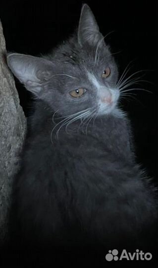Кошка и котёнок ищут дом