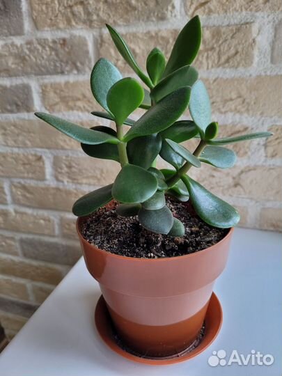 Денежное дерево