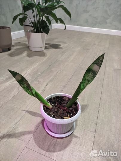 Комнатные растения