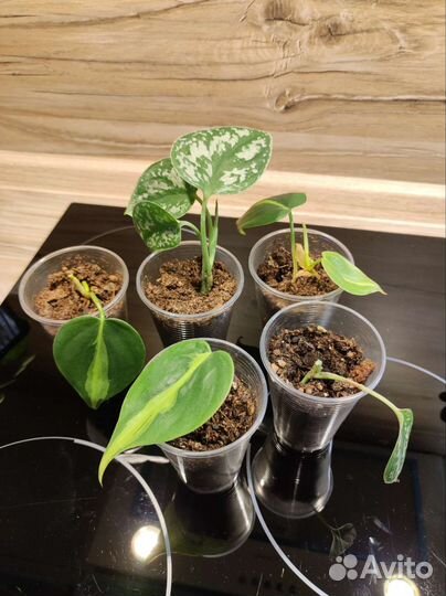 Укорененные отростки комнатных растений