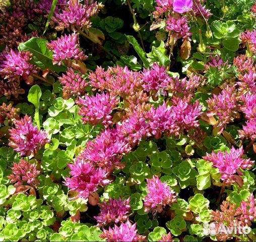 Многолетний почвопокровник