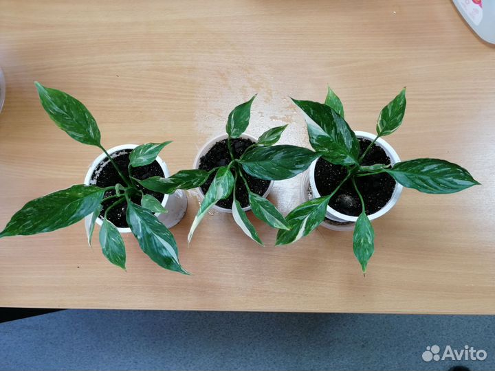 Маранта триколор и спатифиллум Домино