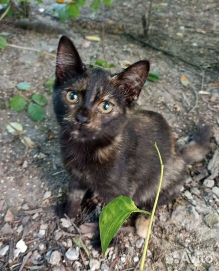 Нежная Кошечка