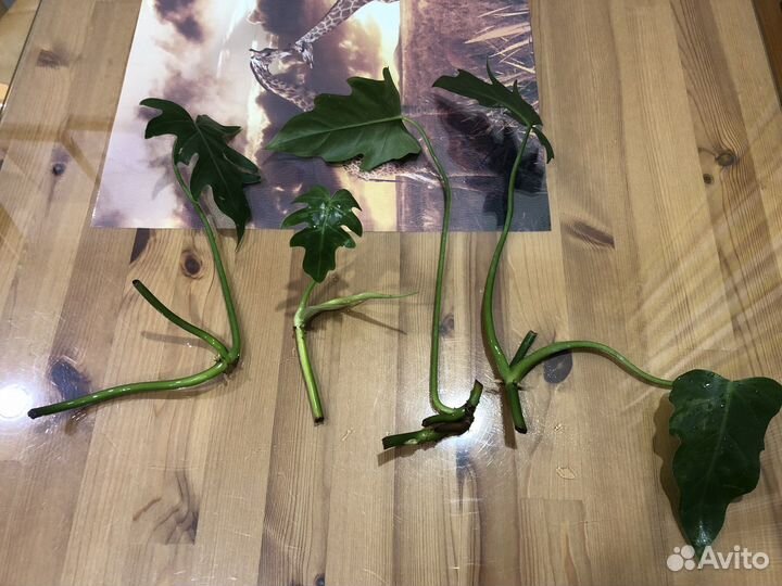 Филодендрон Ксанаду