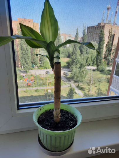 Драцена душистая