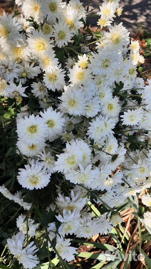 Хризантемы высокая