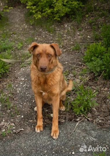 Шоколадный мальчик Шоки