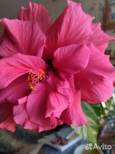 Гибискус комнатный