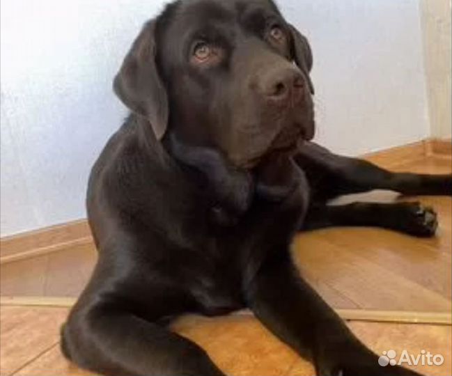 Шоколадный лабрадор
