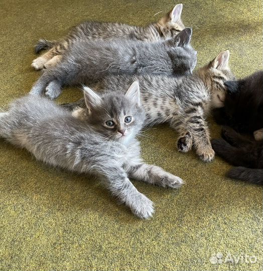 Продам котяток в добрые руки. Привезу Вам домой