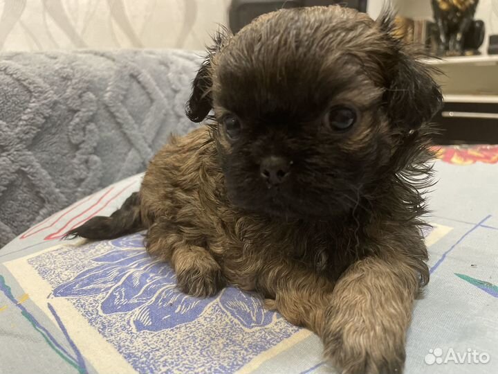 Щенки пекинеса