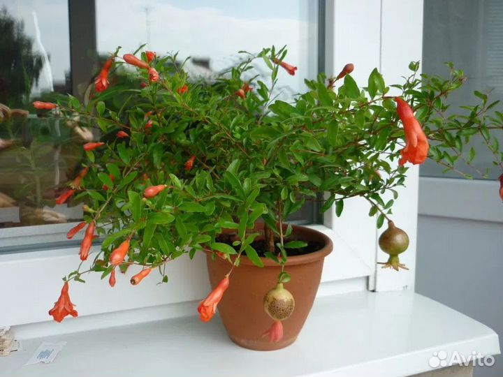 Кактусы и суккуленты и гранат