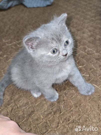 Шотландская