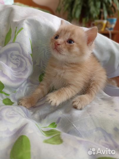 Котята в добрые руки, приучены к лотку