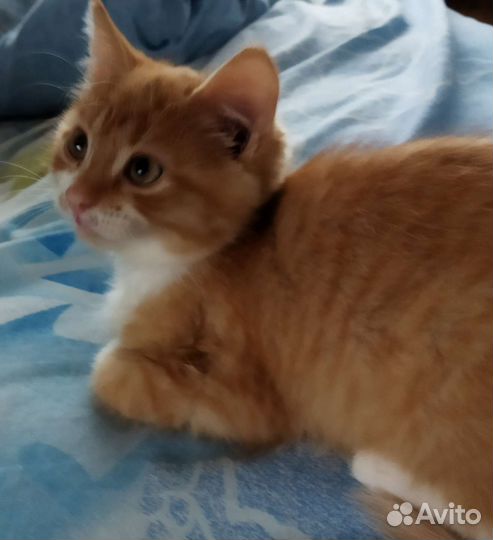 Кошка в дар бесплатно
