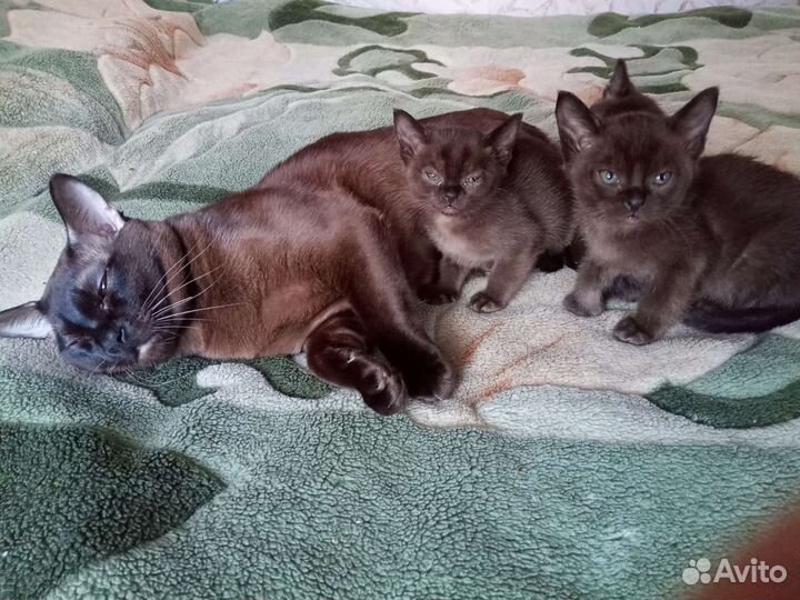 Бурманская кошка