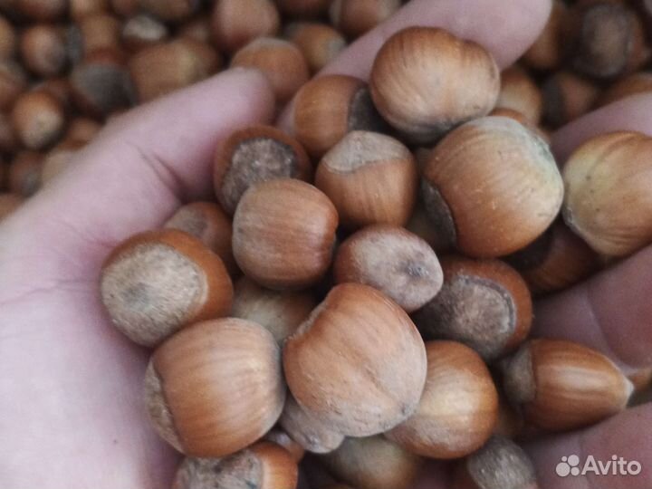 Орех фундук