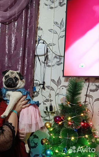 Вязка мопс девочка