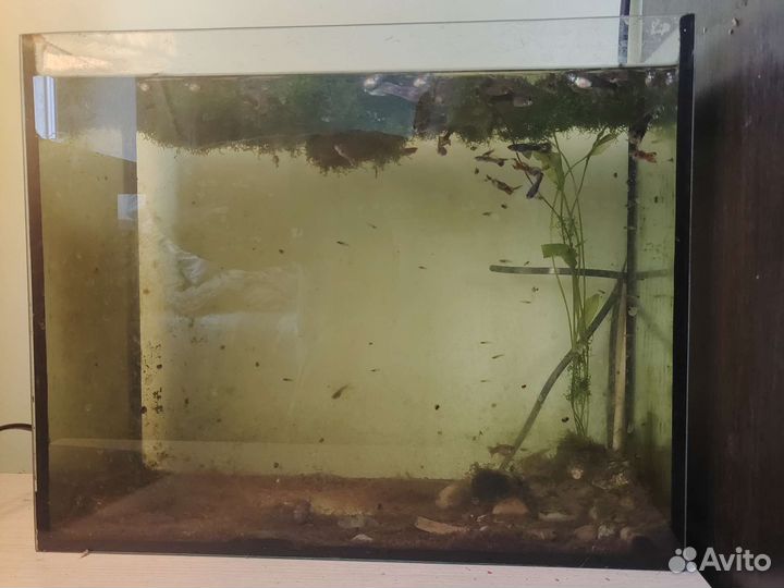 Аквариум с рыбками