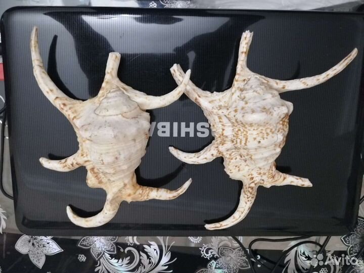 Ракушки Лямбис Хирагра