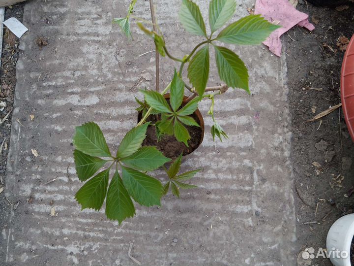 Садовые растения