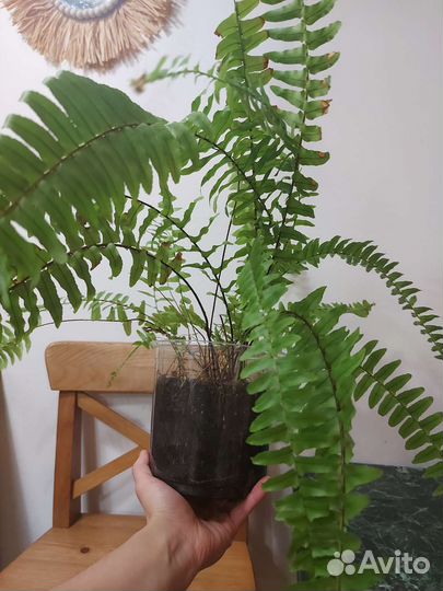 Папоротник