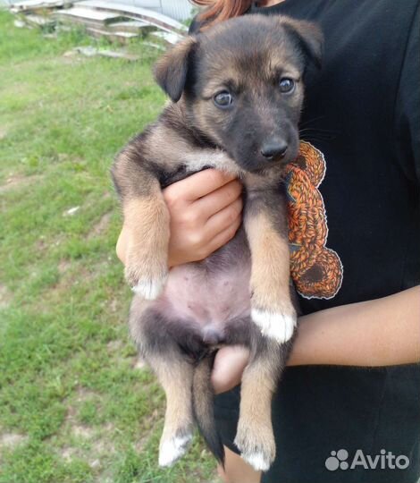 Щенка выбросили в подъезд. Девочка
