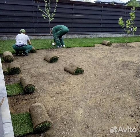 Устройство газона. Укладка рулонного газона