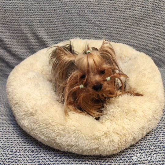 Лежанка для кошек и маленьких собак