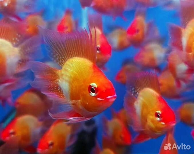 Цихлида Апистограмма Рамирези Голд баллон