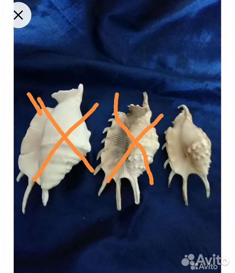 Ракушка морская