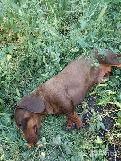 Такса вязка