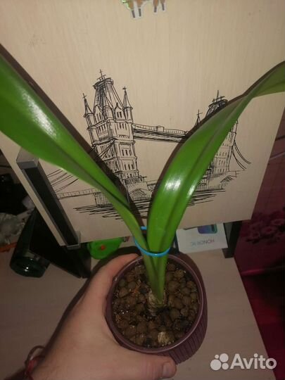 Гиппиаструм