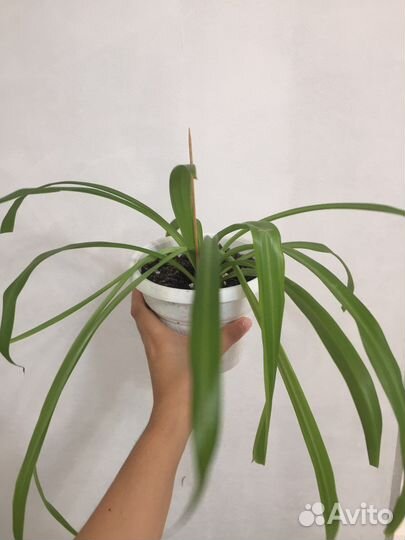 Хлорофитум