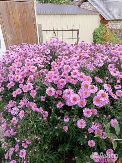 Многолетняя астра