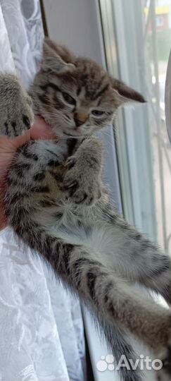 Кошки в добрые руки бесплатно