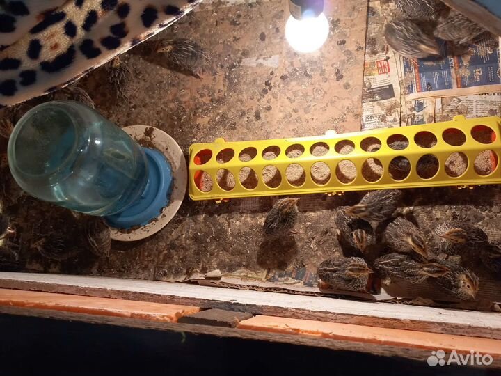 Перепела тушка или живой вес