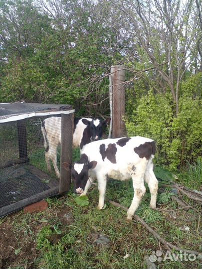 Продам телят