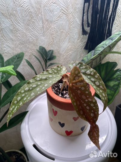 Бегония макулата