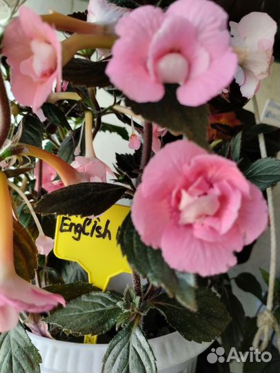 Ахименесы сортовые