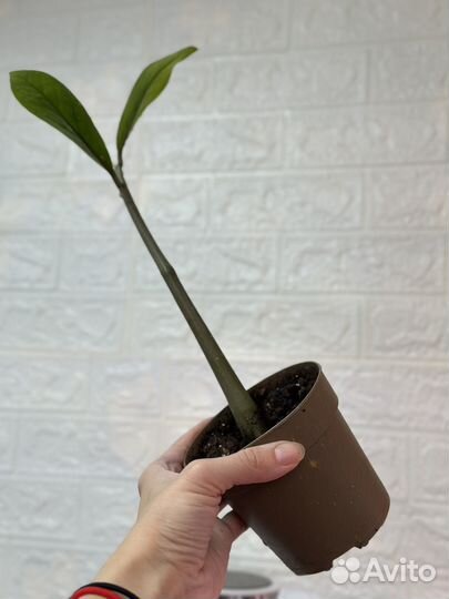 Замиокулькас