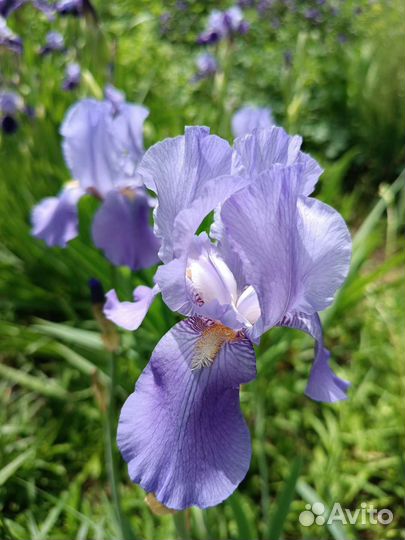 Ирисы бородатые сортовые
