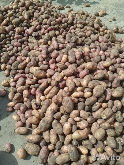 Продам картофель